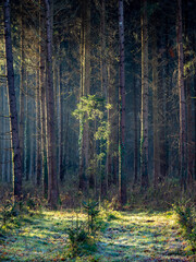 Lichtstrahlen im Wald