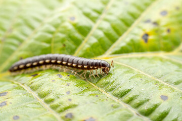 millipede in the wild state