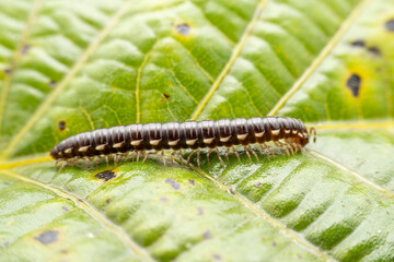 millipede in the wild state