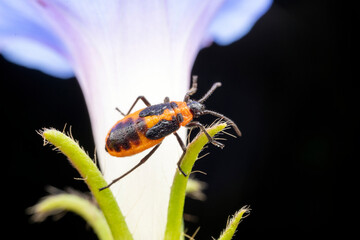 Tropidothorax elegans Distant in the wild state