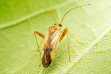 Miridae in the wild state