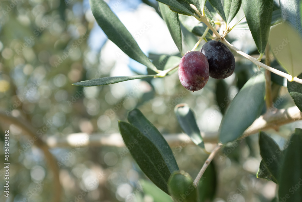 Wall mural ripening two olives grow on the branch olive tree, close-up. olive background for publication, desig