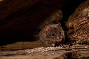 ﻿Antechinus looking forwards with front arm raised. Wild marsupial mouse in the woods in...