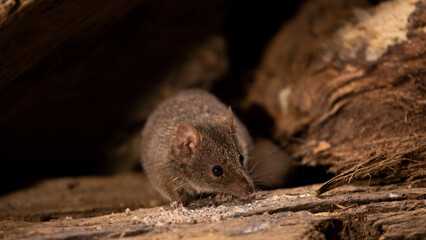 A wild Antechinus foraging on wood, looking towards the right. Copy space