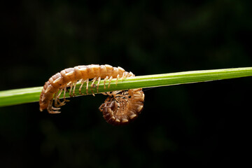 millipede in the wild state
