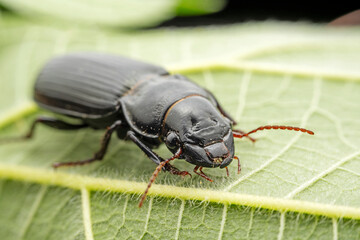 ground beetle in the wild state