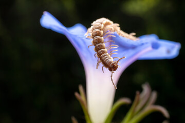 millipede in the wild state