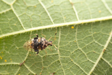 Miridae in the wild state