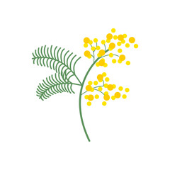 Mimosa floral branch twig Beautiful delicate fluffy blooms blossomed herb gentle wildflower Flat vector illustration isolated on white background