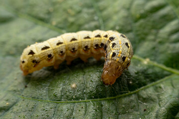 Spodoptera litura larva in the wild state