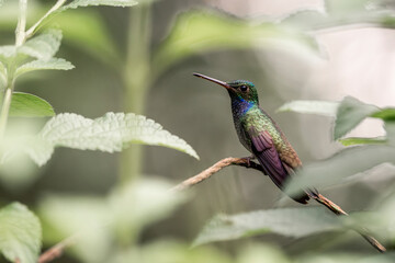 Charming hummingbird sitting on a branch