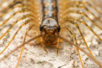 common house centipede in the wild state