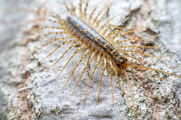common house centipede in the wild state