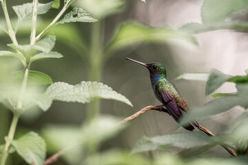 Charming hummingbird sitting on a branch