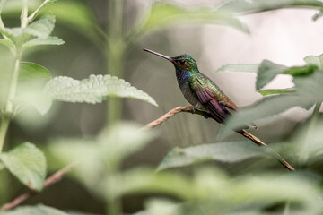 Fototapeta premium Charming hummingbird sitting on a branch