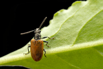 lema decempunctata gebler in the wild state
