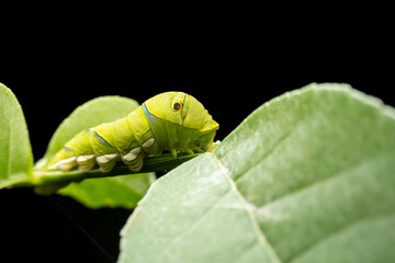 Papilio xuthus larva in the wild state