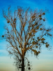 Baum mit vielen Misteln im Winter