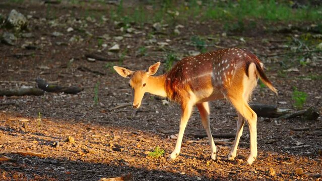 Single female fallow deer in natural environment. Deer Dama dama. Vision Park in Auberive region, France. Slow motion