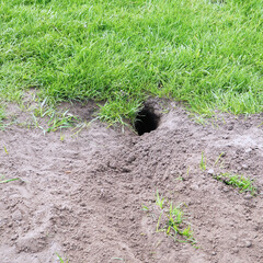 Freshly dug gopher hole in the ground