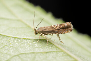 Grapholita delineana in the wild state