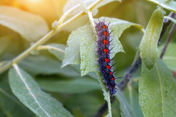 Mourning cloak butterfly (Nymphalis antiopa) caterpillar on a green leaf. Selective focus. Soft focus