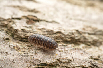 pillworm in the wild state