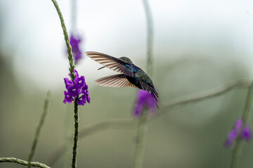 hummingbird in flight
