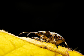 Halyomorpha halys in the wild state