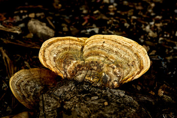 Close up of wild mushroom growth on dead log.