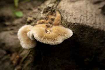 fungi in the wild state