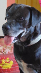 Portrait d'un beau chien noir