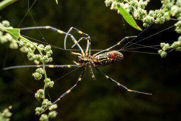 spider in the wild state