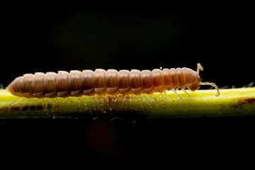 millipede in the wild state