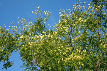 Close up of Elaeagnus bungeana ovary, North China