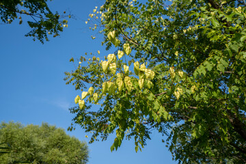 Close up of Elaeagnus bungeana ovary, North China