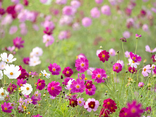 満開のコスモス畑