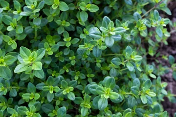 Fotobehang Background from fragrant creeping thyme ground cover, close-up. Thymus serpyllum. Wild Elfin spice for publication, poster, screensaver, wallpaper, postcard, banner, cover, post. High quality photo © vveronka