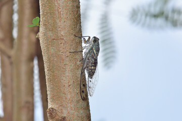 イワサキゼミの雄（沖縄県・石垣島）
