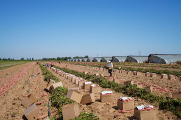 Farmers are carrying cartons for sweet potatoes in the fields, North China