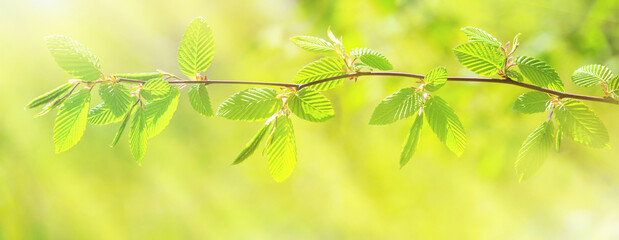 Spring background, horizontal banner - view of a horizontal beech branch in the forest on a sunny day, close-up, with space for text