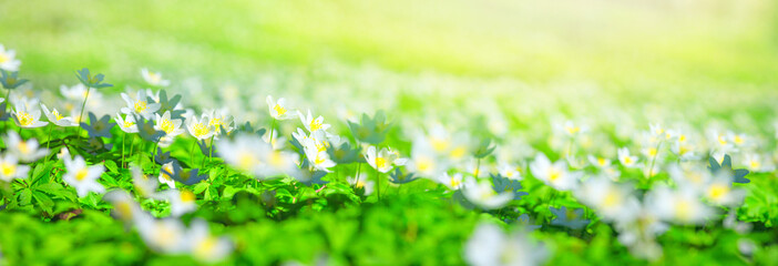 Spring landscape, banner, panorama - view of the anemone nemorosa  with selective focus in the...
