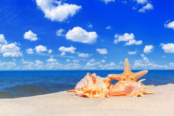 Fototapeta na wymiar View of a beach with seashell and starfish on the sand under the hot summer sun, selective focus. Concept of sandy beach holiday, background with copy space for text