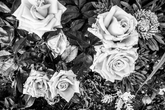 Vintage roses bush. Composition from rose buds. Background from beautiful flowers for publication, poster, calendar, post, screensaver, wallpaper, postcard, banner, cover. Toned high quality photo