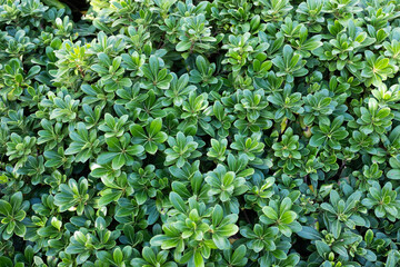 Japanese pittosporum leaves and fruits. Green Seed Pods and Foliage of the Evergreen Karo Shrub for publication, design, poster, calendar, post, screensaver, wallpaper, cover. High quality photo