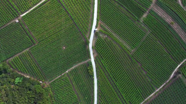 Aerial view of vineyards in Vallagarina also called Val Lagarina where Marzemino wine, Moscato Giallo and Enantio is produced, Verona, Garda lake / Italy