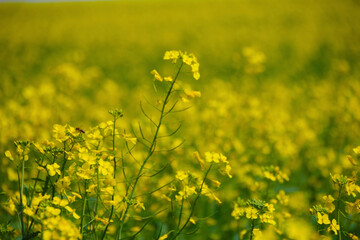 Obraz premium closeup of a grass with yellow flowers, close up view