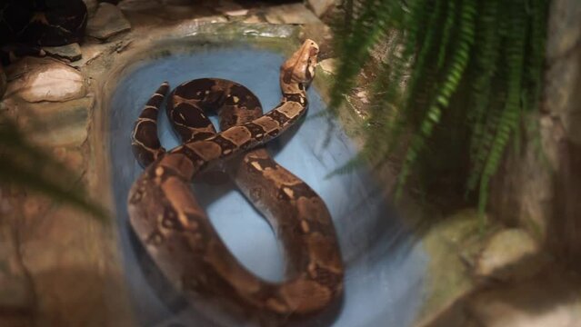 Python snake in the zoo. High quality FullHD footage