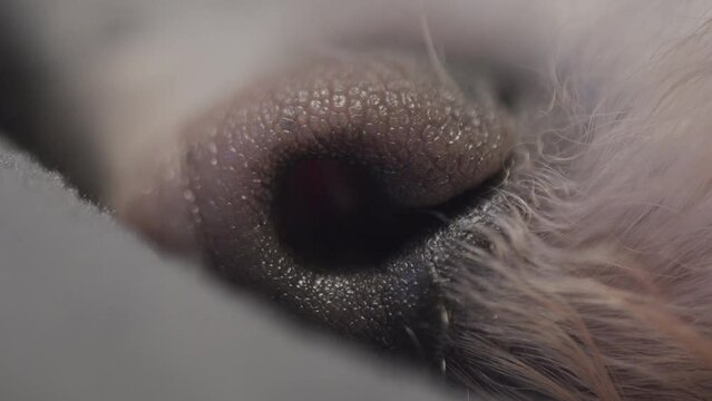Bichon Frisé dog macro video close up of nose 