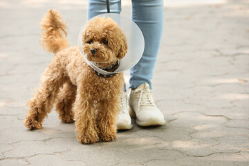 Woman walking her cute Maltipoo dog in Elizabethan collar outdoors, closeup. Space for text